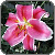 Pixel Development Gallery - Flowers around Vancouver